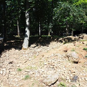 Alpine marmot exhibit, 2020-07-12