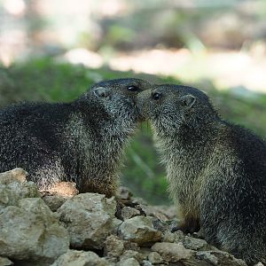 Juvenile Alpine marmots (Marmota marmota marmota), 2020-07-12