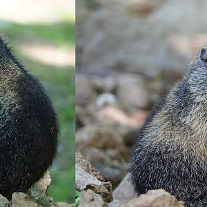 Juvenile Alpine marmot (Marmota marmota marmota), 2020-07-12