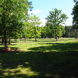 Sika deer exhibit, 2020-07-12