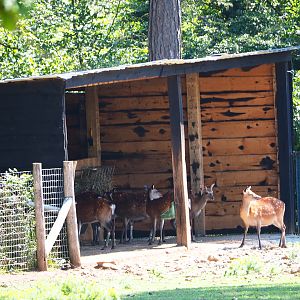 Sika deer shelter, 2020-07-12