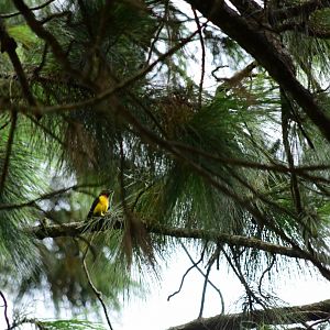 Usambara weaver (Ploceus nicolli)