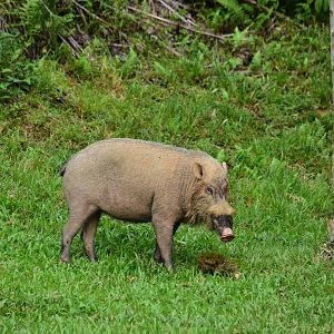 Bornean bearded pig (Sus barbatus) - Danum Valley