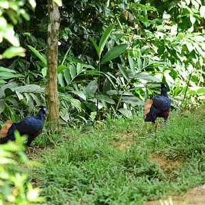 Crested fireback (Lophura ignita)- Danum Valley