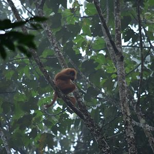 Maroon leaf monkey (Presbytis rubicunda) - Danum Valley