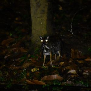 Greater mouse-deer? (Tragulus napu) - Danum Valley