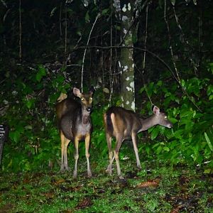 Sambar deer (Rusa unicolor)- Danum Valley