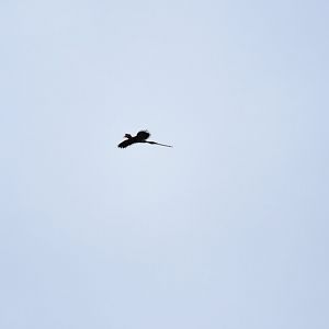 Helmeted hornbill male (Rhinoplax vigil)