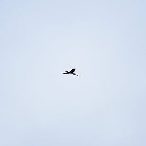 Helmeted hornbill female (Rhinoplax vigil)