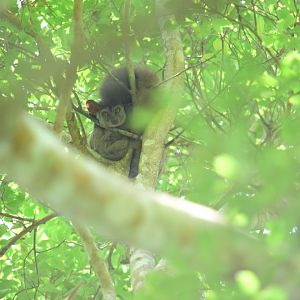 Northern greater galago(?) (Otolemur garnettii)