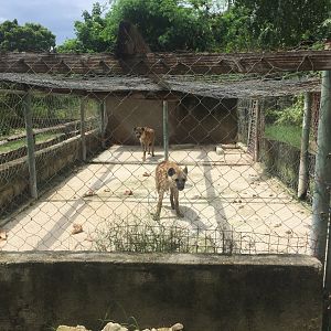 Spotted Hyenas (Crocuta crocuta)
