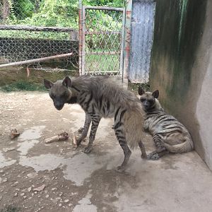 Striped hyenas (Hyaena hyaena)