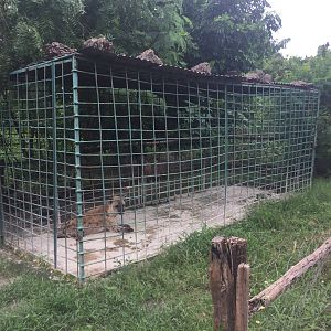 Spotted hyena (Crocuta crocuta) enclosure