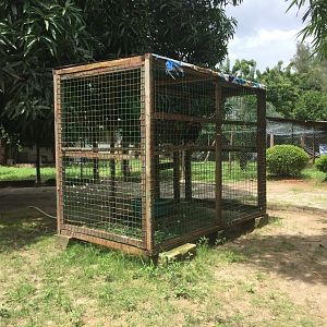 Bateleur (Terathopius ecaudatus) enclosure