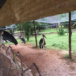 Marabou storks (Leptoptilos crumenifer)