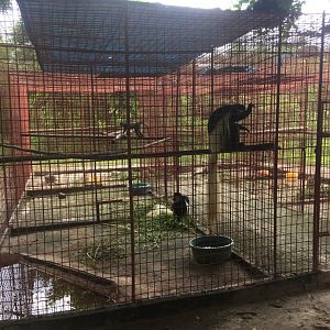 Primate enclosures - Guereza Colobus, Baboons & Blue Monkey