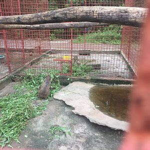 Baboon enclosure
