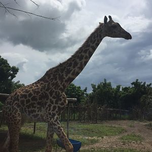 Masai Giraffe (Giraffa tippelskirchii)