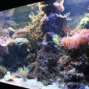 Coral reef aquarium