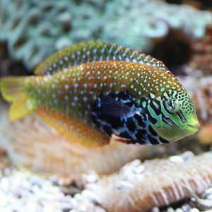 Macropharyngodon bipartitus