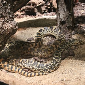 Great Basin gopher snake (Pituophis catenifer deserticola)