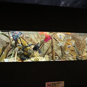Animals and plastic pollution - Spotted scat and Silver moonfish aquarium