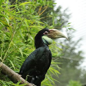 Female Wreathed Hornbill