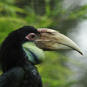 Female Wreathed Hornbill