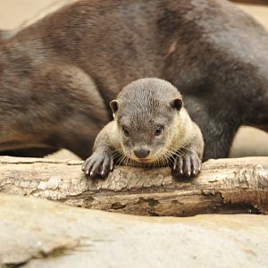 Smooth-Coated Otter Cub