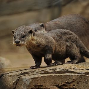 Smooth-Coated Otter Cub