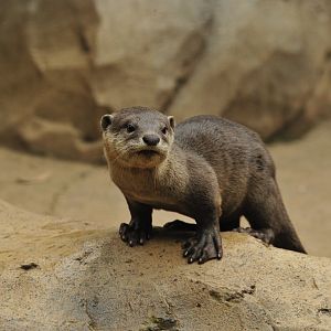 Smooth-Coated Otter Cub