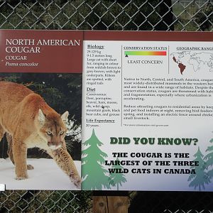 Cougar Sign