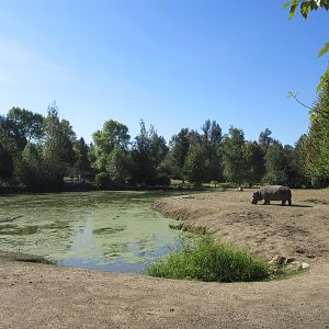 Hippo Exhibit