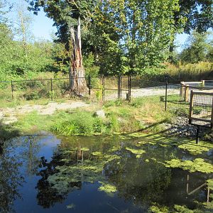 American Alligator Exhibit (New in 2019)