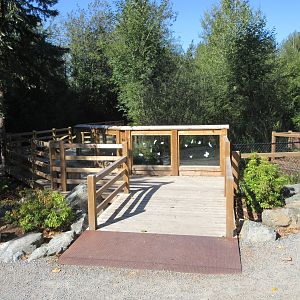 American Alligator Exhibit (New in 2019)