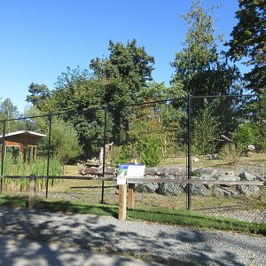 Canada Lynx Exhibit (New in 2019)