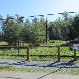 Grizzly Bear Exhibit (for 3 cubs)