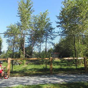 American Black Bear Exhibit