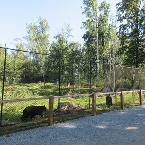 American Black Bear Exhibit