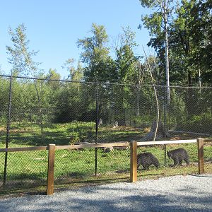 American Black Bear Exhibit