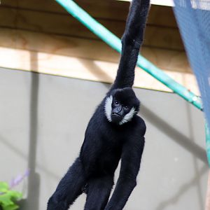 Tieu the White-cheeked Gibbon (Nomascus leucogenys) - December 2018