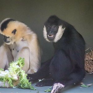 Jin-Huan and Li-Lian the  White-cheeked Gibbons (Nomascus leucogenys) - December 2018