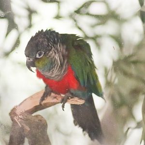 Crimson-bellied Conure (Pyrrhura perlata) - December 2018