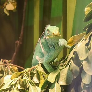 Trail of the Elephants - Fijian crested Iguana (Brachylophus vitiensis) - December 2018