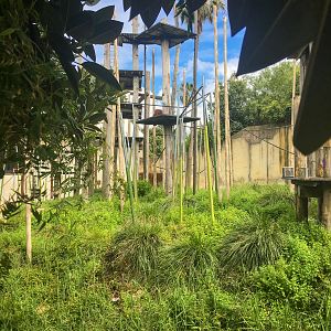 Trail of the Elephants - Main Orangutan Enclosure - December 2018