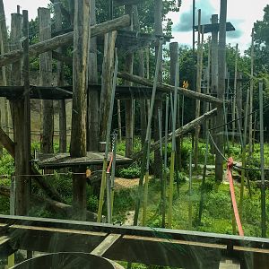 Trail of the Elephants - Main Orangutan Enclosure - December 2018