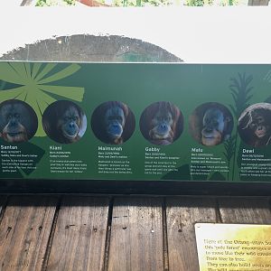 Trail of the Elephants - Orangutan Signage  - December 2018