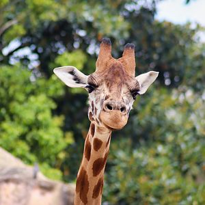 Nakuru the Giraffe - December 2018