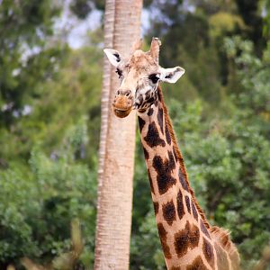 Twiga the Rothschild's Giraffe (Giraffa camelopardalis rothschildi)
