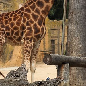 Spot the Wild Fairy Wren